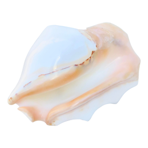 Conch Shell Redo Sculpture