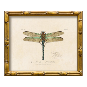 Contemporary Reproduction of Vintage "Garden Friends" Art Print (4), Framed Dragonfly