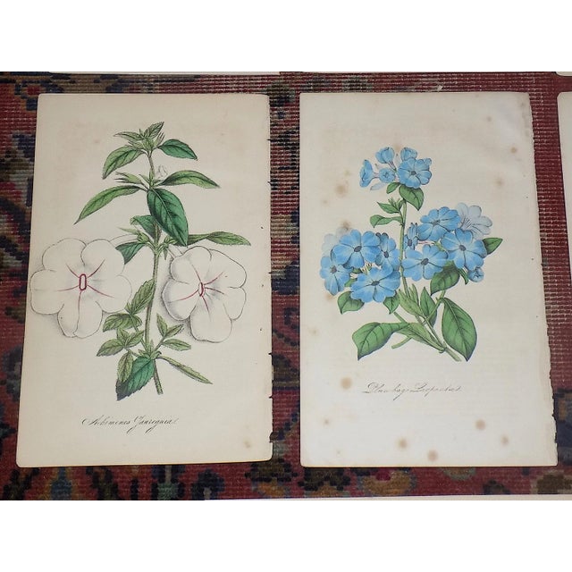 Antique 19th Century Hand Colored Botanical Lithographs - Set of 7 For Sale - Image 4 of 8