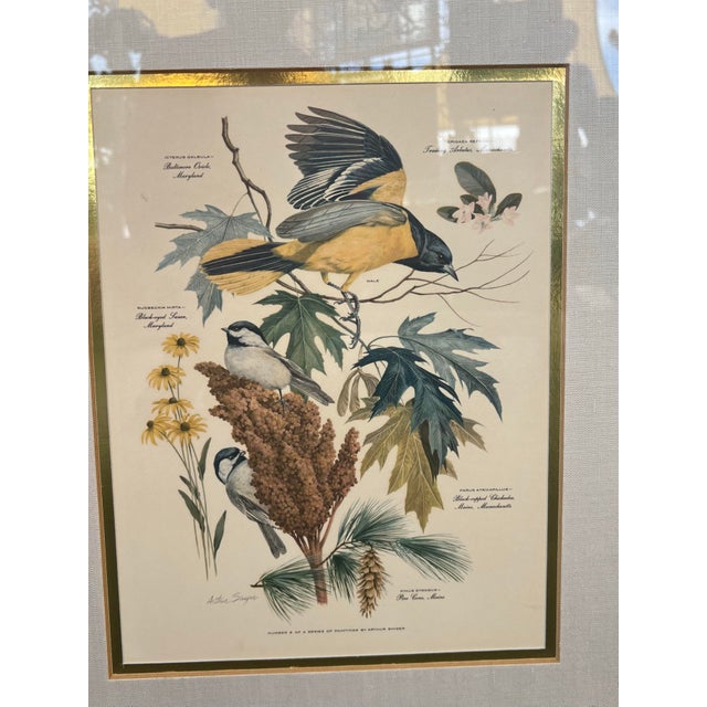 Gold Mid Century Pair of Framed Audubon Bird & Flower Prints Signed Arthur Singer -2 For Sale - Image 8 of 10