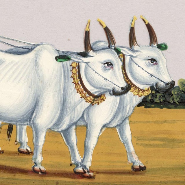 Indian Company School, Native Hackery with Two Oxen, 1800s, Gouche Paper For Sale - Image 4 of 9