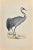 Crane is a modern artwork realized in 1870 by the British artist Alexander Francis Lydon (1836-1917). Woodcut print on...