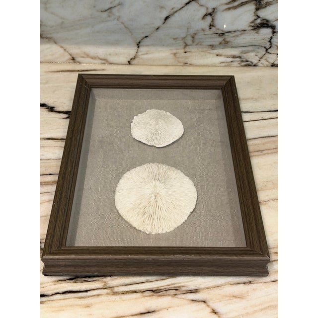1990s Mushroom Coral, Framed For Sale - Image 5 of 5