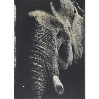 Vintage Cyanotype Elephant Photograph For Sale