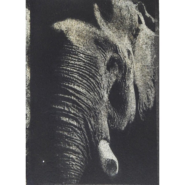 Vintage Cyanotype Elephant Photograph For Sale