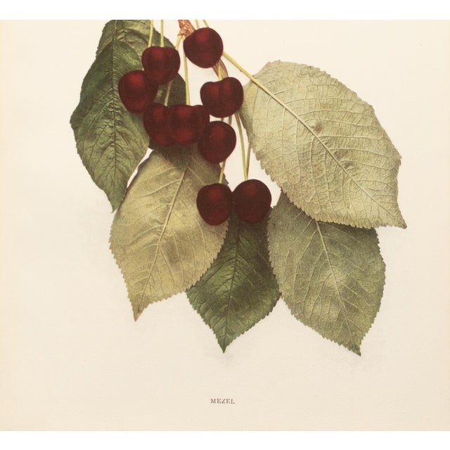 1900s U. P. Hedrick, Original Antique Photogravure of Mezel Cherries For Sale - Image 4 of 7