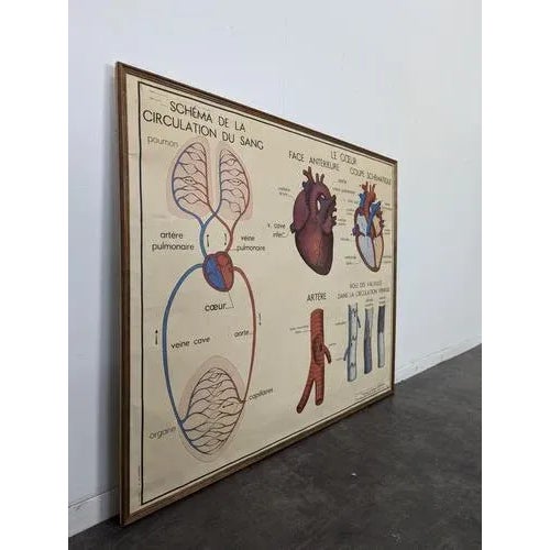 Framed School Anatomy Poster For Sale - Image 5 of 5