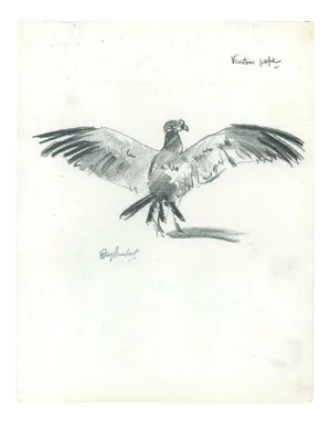 Vautour pape - Original Charcoal Drawing by Ray Lambert - Mid 20th Century Mid 20th Century