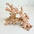 Mid-Century Coastal Boho Chic Faux Ocean Branch Coral Decorative Object For Sale - Image 10 of 12