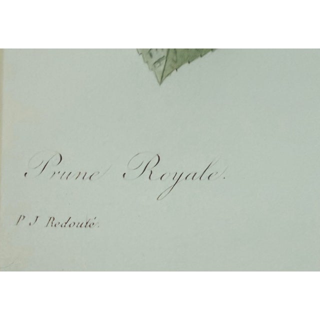 Mid 20th Century Pair of Vintage Framed Botanical Fruit Prints by Pierre-Joseph Redoute For Sale - Image 5 of 12