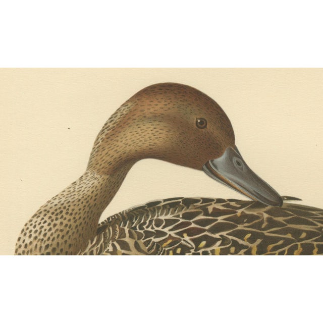 Vintage Pintail Duck Lithograph of Northern Pintail Anas Acuta, Sweden, 1929 For Sale - Image 4 of 9