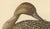 Vintage Pintail Duck Lithograph of Northern Pintail Anas Acuta, Sweden, 1929 For Sale - Image 4 of 9