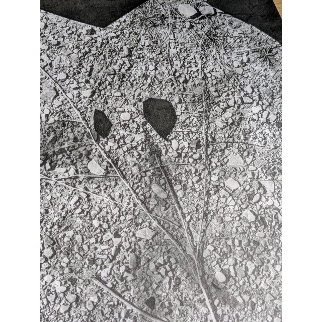 Pablo Picasso Pablo Picasso, Diurnes, Original Photoengraving, 1962 For Sale - Image 4 of 6