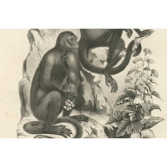 Mid 19th Century C. C. Last, Macaque, Mandrill & Dikbuik Monkeys, Lithographs, 1836, Set of 2 For Sale - Image 5 of 11