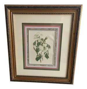 Antique Botanical Print "Wilmotts Roses"