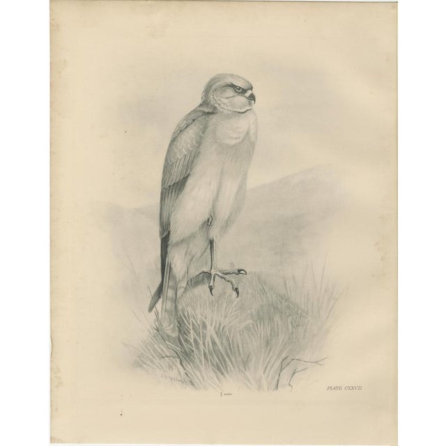 Stonham, British Harrier Bird, 1908, Lithographs, Set of 2 For Sale - Image 6 of 9