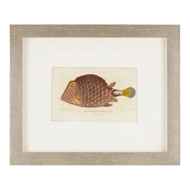 The Triangular Trunk Fish by Sir Charles Linnaeus & Ebenezer Sibley, 1806 For Sale
