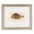 The Triangular Trunk Fish by Sir Charles Linnaeus & Ebenezer Sibley, 1806 For Sale
