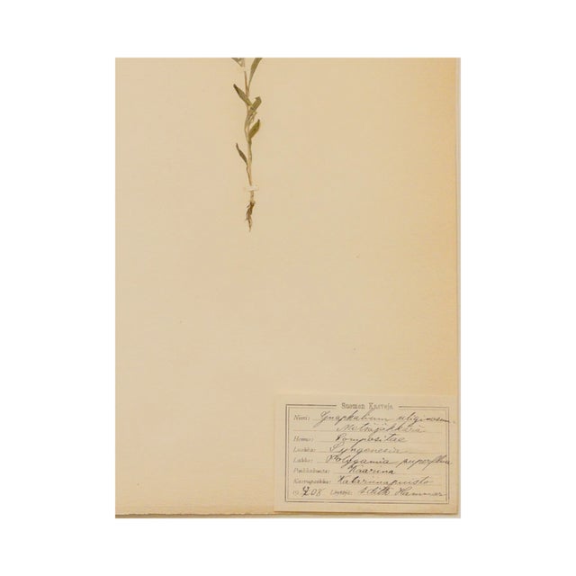 Rustic European Antique Swedish Herbarium - Marsh Cudweed, Circa 1908 For Sale - Image 3 of 4