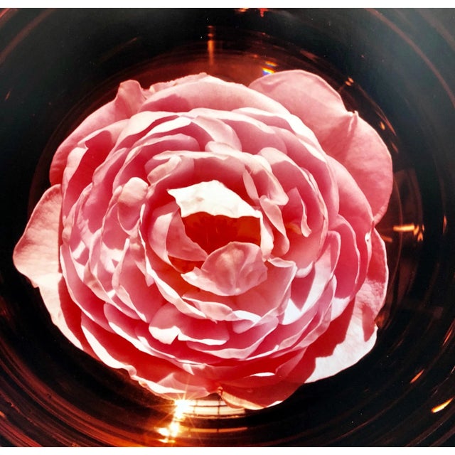 Scepter'd Isle English Rose Photo The Tappen House, Little Compton, RI (Rhode Island). Hand signed and numbered. small...