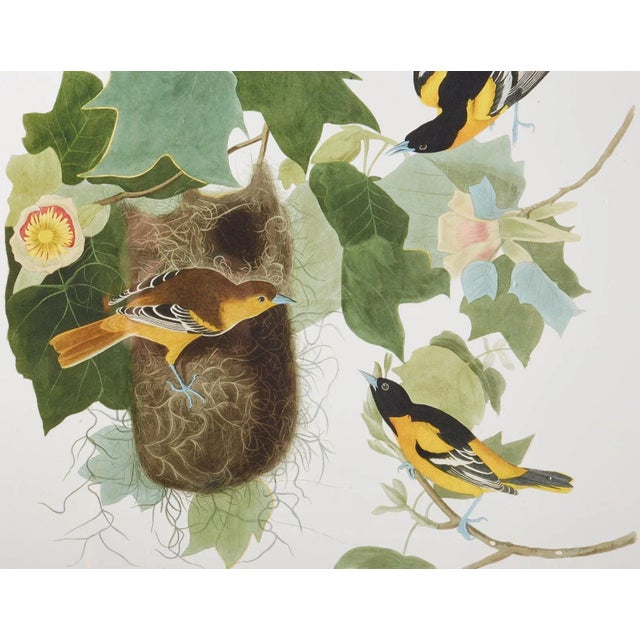 1990s Audubon Baltimore Oriole Plate #12 Havell Edition For Sale - Image 5 of 13