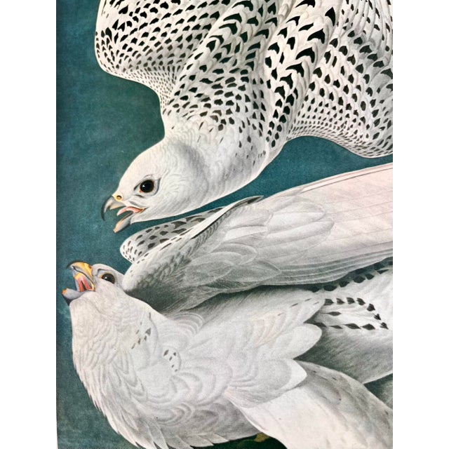 1960s 1964 Audubon Folio Lithograph Great Bird Paintings – “Iceland or Tee Falcon” 17x14 For Sale - Image 5 of 7