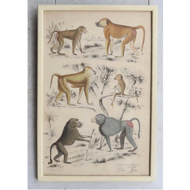 Monkey, 1830s, Paper, Framed, Set of 10 For Sale - Image 10 of 12
