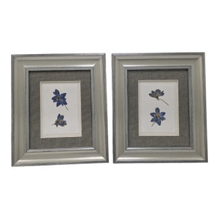 Framed Pair of Pressed Blue Delphinium Flowers For Sale