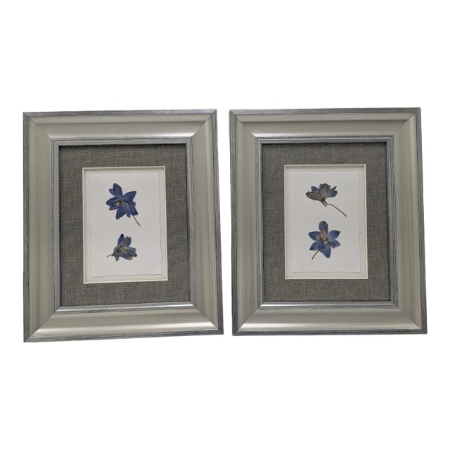 Framed Pair of Pressed Blue Delphinium Flowers For Sale
