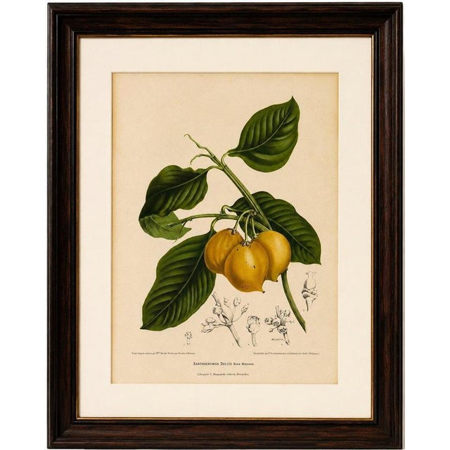 Berthe Hoola van Nooten, False Mangosteen, 1880, Chromolithograph For Sale - Image 6 of 9