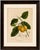 Berthe Hoola van Nooten, False Mangosteen, 1880, Chromolithograph For Sale - Image 6 of 9