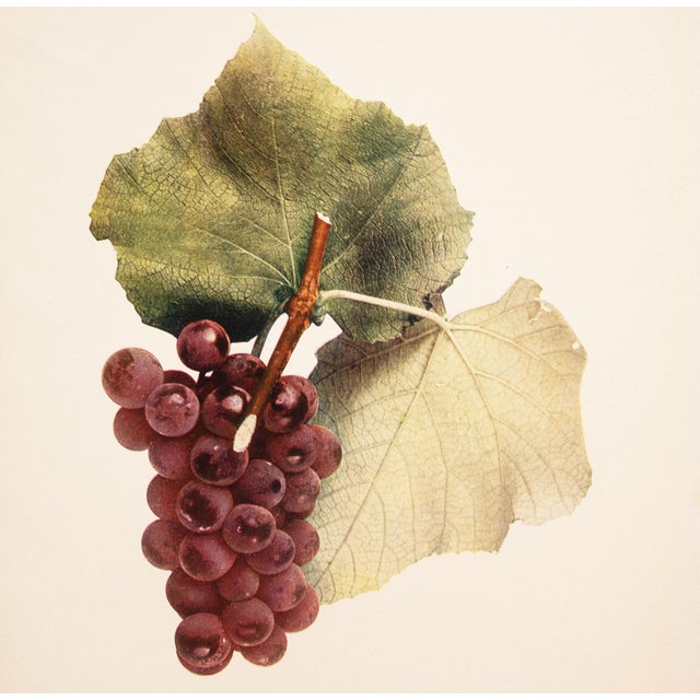 1900 - 1909 1900s U. P. Hedrick, Original Antique Photogravure of Lutie Grapes For Sale - Image 5 of 7