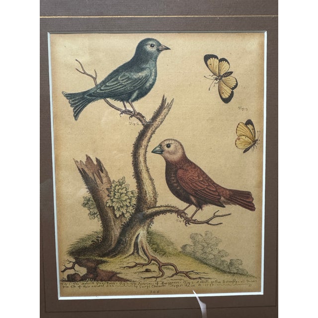 Original George Edwards Bird Print, Malacca Gros-Beack & Jacarini of Marggrave; Cooper Plate, Etching and Engraving, Hand Colored For Sale - Image 9 of 12