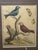 Original George Edwards Bird Print, Malacca Gros-Beack & Jacarini of Marggrave; Cooper Plate, Etching and Engraving, Hand Colored For Sale - Image 9 of 12