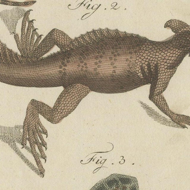 Beige Bertuch, Monitor, Basilisk and Flying Dragon, 1805, Print For Sale - Image 8 of 12