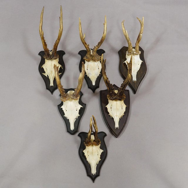 Set of Six Roe Deer Trophies on Turned Plaques Germany Ca. 1960s For Sale - Image 4 of 7