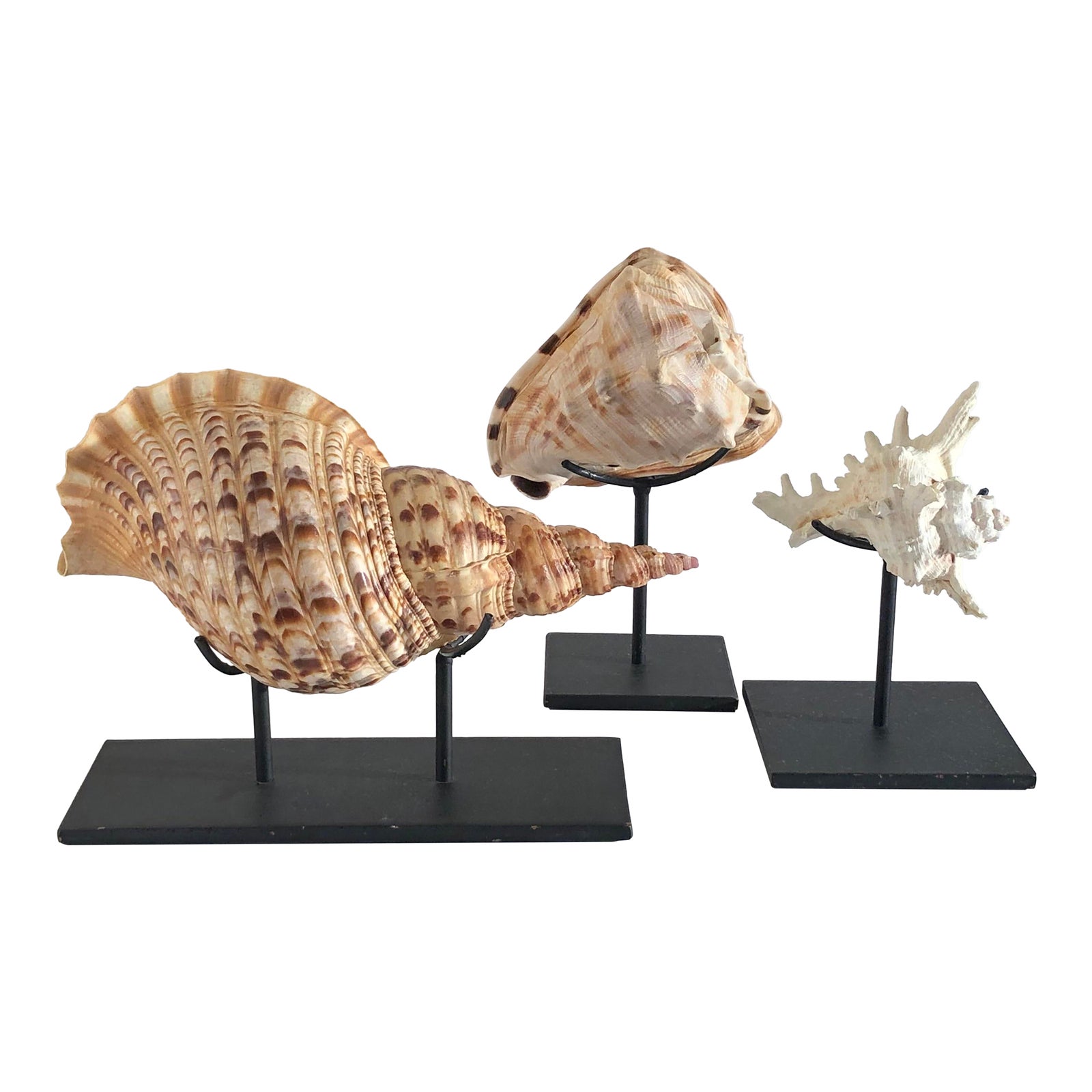 Trio Collection of Large Vintage Seashells on Iron Metal Displays ...