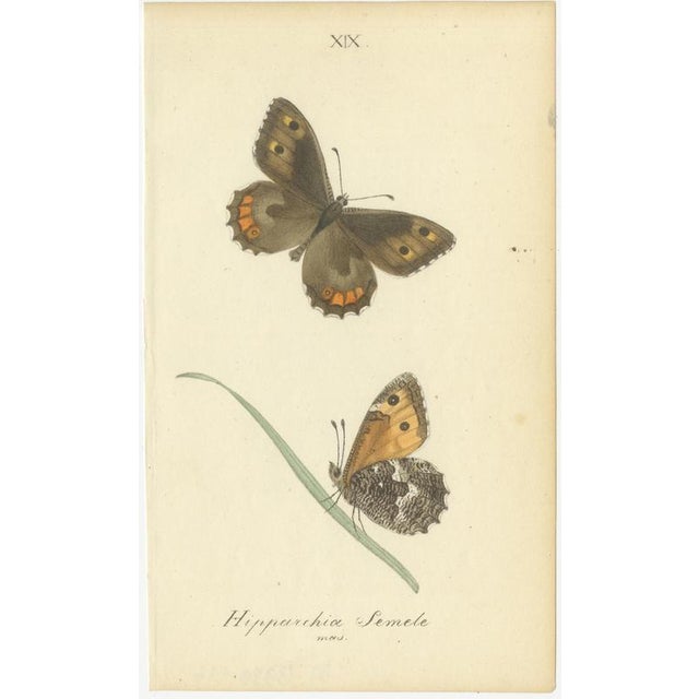 William Home Lizars after Sir William Jardine, Small-Format Butterfly with Botanical Studies, 1835, Paper Engravings, Set of 6 For Sale - Image 4 of 9