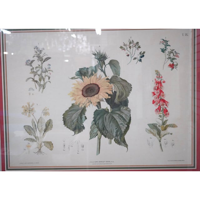 Pair of Large Floral Botanical German Color Engravings For Sale - Image 15 of 16