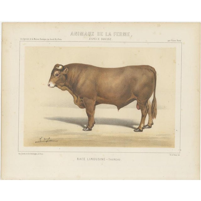 Borie, Limousin Bull, French Cattle Breed, 1863, Chromolithograph For Sale - Image 3 of 9