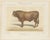 Borie, Limousin Bull, French Cattle Breed, 1863, Chromolithograph For Sale - Image 3 of 9