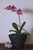 This oil painting features a delicate arrangement of pink orchids in a sleek black pot, elegantly juxtaposed against a...