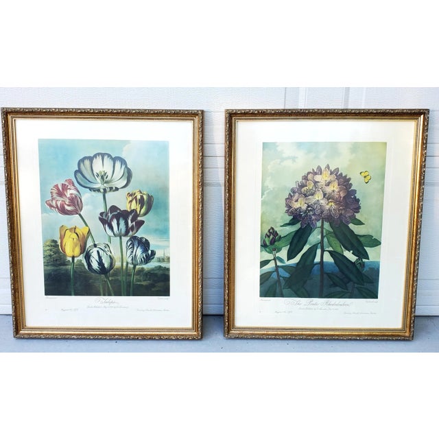 English Vintage Set of Two Dr Robert John Thornton Botanical Prints, the Tulips & the Pontic Rhododendron For Sale - Image 3 of 12