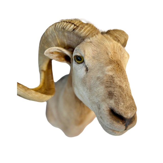 Texas Dall Sheep Taxidermy Shoulder Mount For Sale - Image 4 of 6