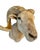 Texas Dall Sheep Taxidermy Shoulder Mount For Sale - Image 4 of 6
