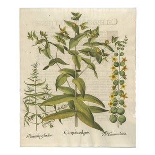 Basilius Besler Spurge, Glasswort & Pennywort Botanical Engraving, 1613, Engraving For Sale