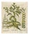 Basilius Besler Spurge, Glasswort & Pennywort Botanical Engraving, 1613, Engraving For Sale
