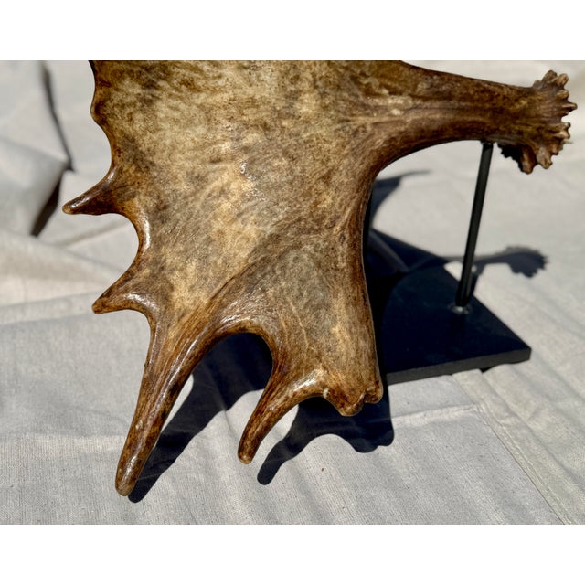 Bone Large Mounted Moose Paddle/Antler For Sale - Image 7 of 9