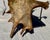 Bone Large Mounted Moose Paddle/Antler For Sale - Image 7 of 9