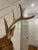 Late 20th Century Vintage Taxidermy Deer Head Mount For Sale - Image 5 of 10